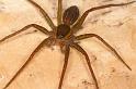 Dolomedes_instabilis_D7972_Z_89_North Stradbroke island_Australie